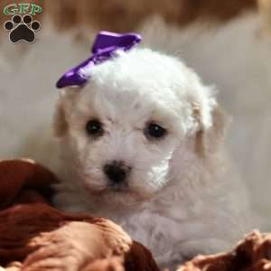 Bridget, Bichon Frise Puppy